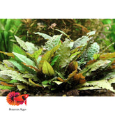 Cryptocoryne Wendtii Brown Indo