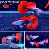 Half Black Rose Halfmoon Guppy