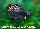 Copper Metallic Alien Wild Betta Live Fish