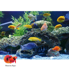 (Pack of 1) Mixed Color African Cichlids size 1.8”