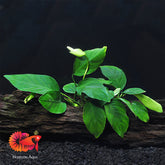 Anubias Nana and Java Fern on Driftwood