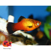 Platy Mix