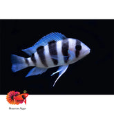 Frontosa size 2.5” (tail included)