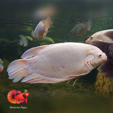 Albino Giant Gourami Size 12”