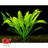 Echinodorus Bleheri Amazon Sword