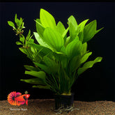 Echinodorus Argentinensis