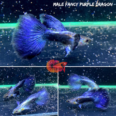Fancy Purple Dragon Guppy
