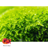 Christmas Moss (Selling Per Cup)