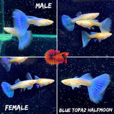 Albino Blue Topaz Guppy