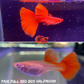 Fancy Albino Full Red Big Dorsal Fin (BDS) Halfmoon Guppy
