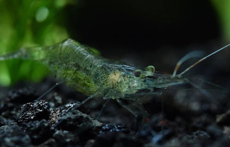 Ghost Shrimp - Glass Shrimp – Houston Aqua