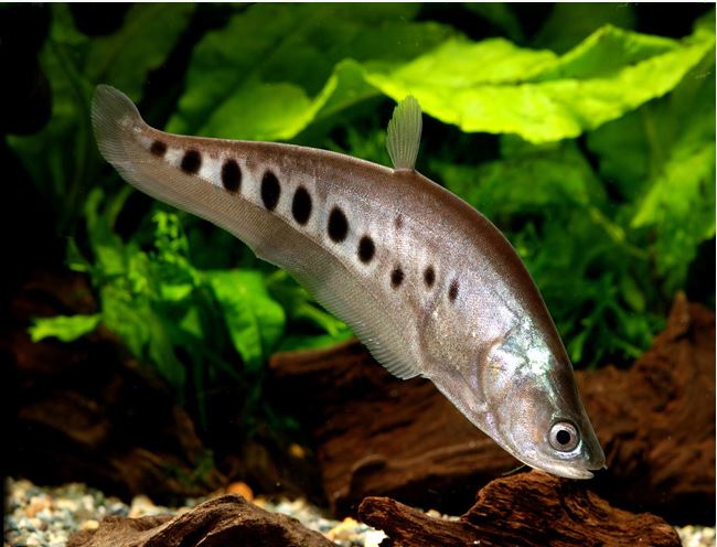 clown knife fish lures Clown Knife Fish size 5'' – Houston Aqua