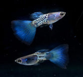 Blue Shining Metal Fancy Guppy