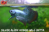 Steel Metallic Alien Wild Betta Live Fish