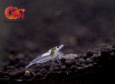 Snow Ball Neocaridina Shrimp - Grade SSS++