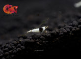 Pure Black Line PBL Caridina Shrimp - Grade SSS++