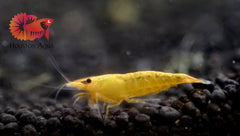 High Quality Freshwater Neocaridina Aquarium Shrimp