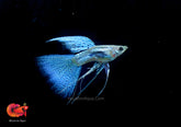 Blue Grass Ribbon Halfmoon Guppy