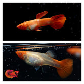 Albino Red Koi Guppy