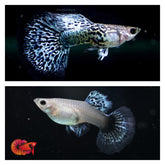 Green Dragon Indo Snake Skin Halfmoon Guppy