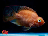 Super Bloody King Kong Parrot Cichlid - Size 3-4”