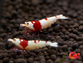 Pure Red Line PRL Caridina Shrimp - Grade SSS++