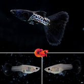 Black Shining Metal Fancy Guppy
