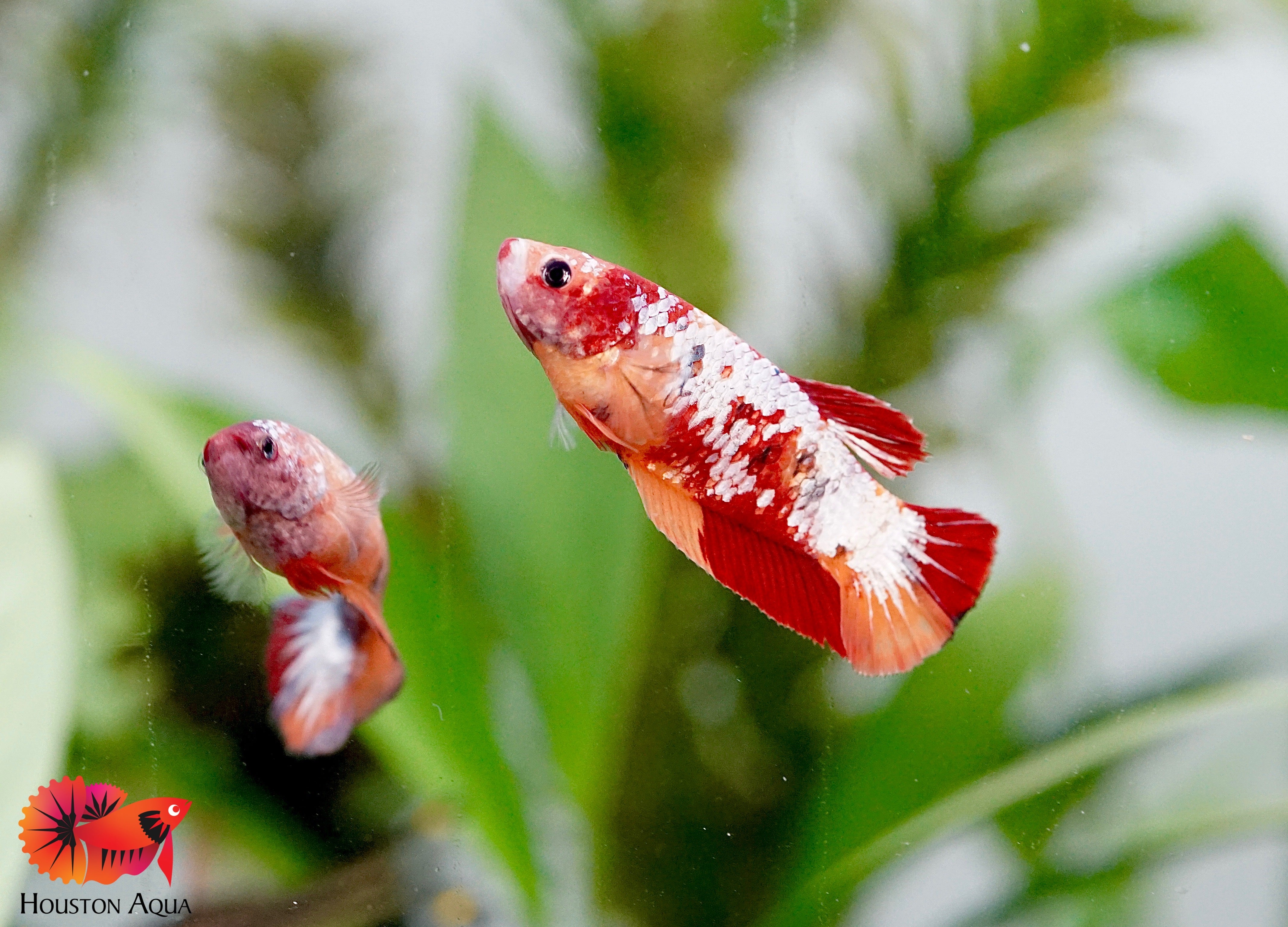 Sorority Aquatic Female Nemo Koi Betta (RANDOM PICK) – Houston Aqua