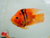 Red Tiger Blood Parrot Cichlid - Size 5”-5.5”