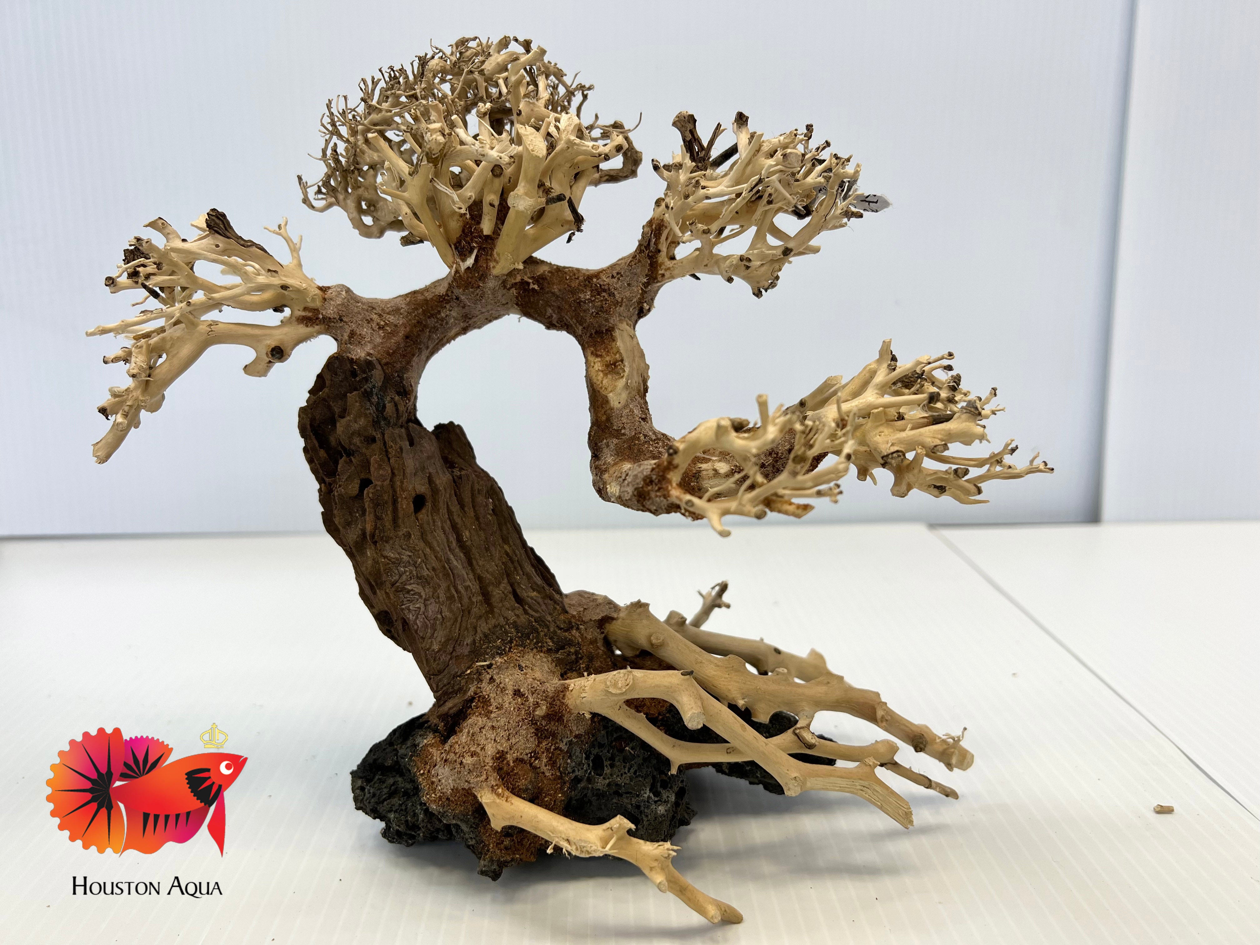 bonsai tree for fish tank Masterpiece Bonsai Driftwood
