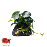 Anubias Barteri Petite Round on Lava Stone