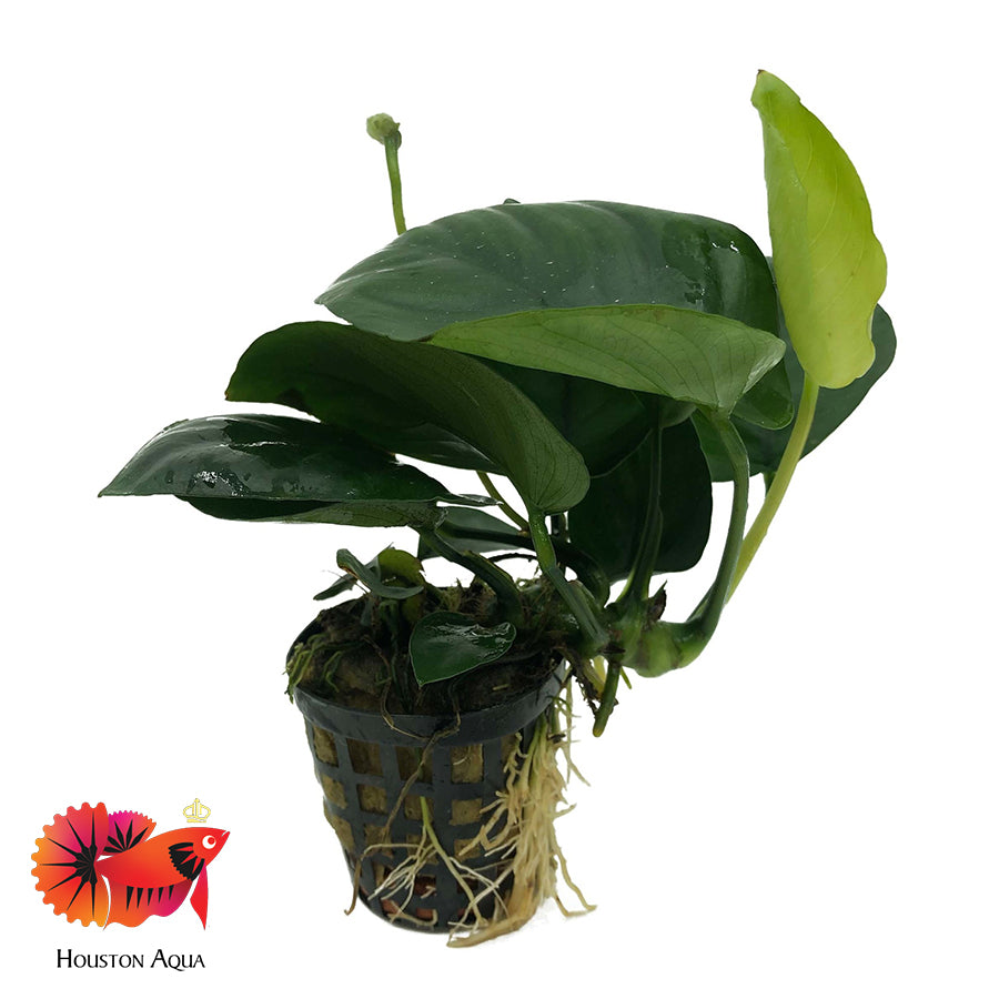 Anubias Barteri Var 'Nana' – Houston Aqua