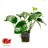 Anubias Barteri 'Wrinkle Leaf'
