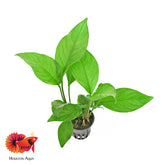 Anubias Heterophylla