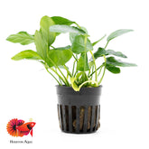 Anubias Nana Paxing