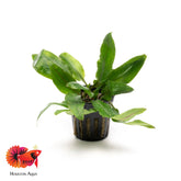 Cryptocoryne Petchii