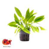 Echinodorus Ozelot Narrow Mini