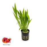 Echinodorus Xinguensis