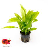 Echinodorus Amazonicus