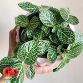Fittonia Albivenis White