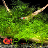 Java Moss Vesicularia Dubyana
