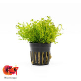 Selaginella Kraussiana Mini