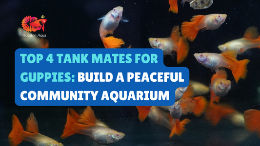 Top 4 Tank Mates for Guppies: Build a Peaceful Community Aquarium