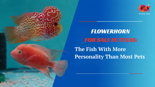 Flowerhorn for Sale in Texas: The Fish With More Personality Than Most Pets