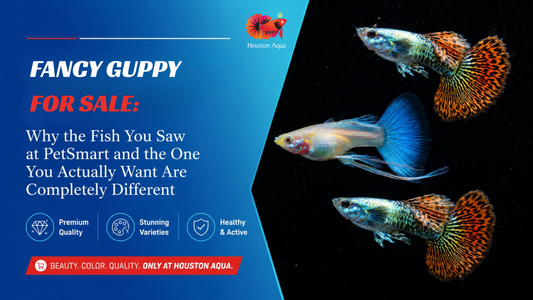 Fancy Guppy for Sale: Why the Fish You Saw at PetSmart and the One You Actually Want Are Completely Different