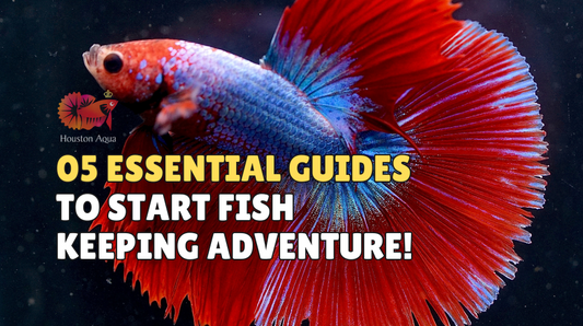 05 Essential Guide to Start Fish Keeping Adventure!