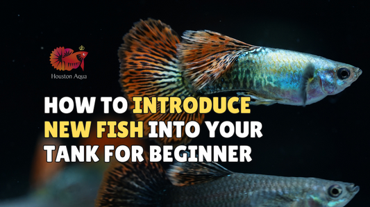How to Introduce New Fish into Your Aquarium Tank For Beginner