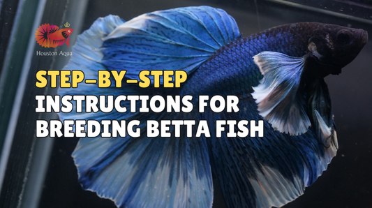 Betta Breeding Basics: Step-by-Step Instructions for Breeding Betta Fish