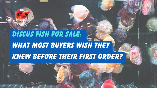 Discus Fish for Sale: What Most Buyers Wish They Knew Before Their First Order?