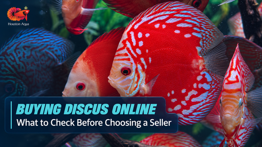 Buying Discus Online: What to Check Before Choosing a Seller